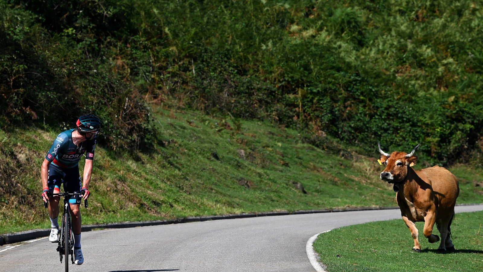 Do cows pose a danger to cyclists? Do cows pose a danger to cyclists?