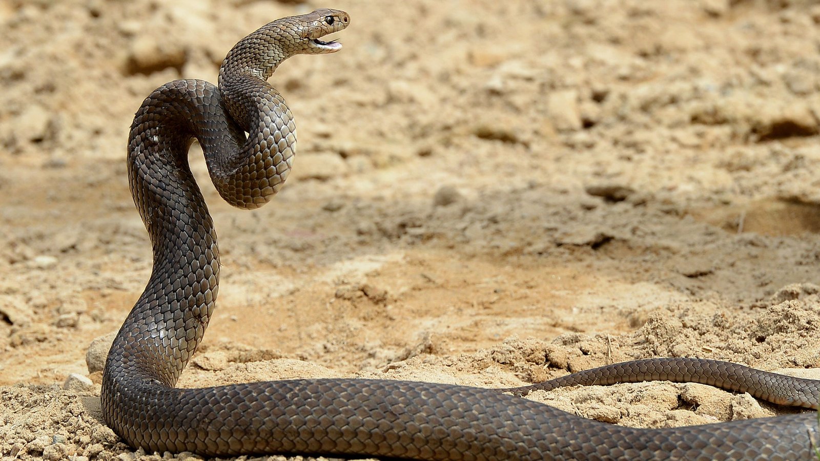 ‘It had its head swinging around’ – Australian bike rider bitten by deadly snake that became entangled in her drivechain ‘It had its head swinging around’ – Australian bike rider bitten by deadly snake that became entangled in her drivechain