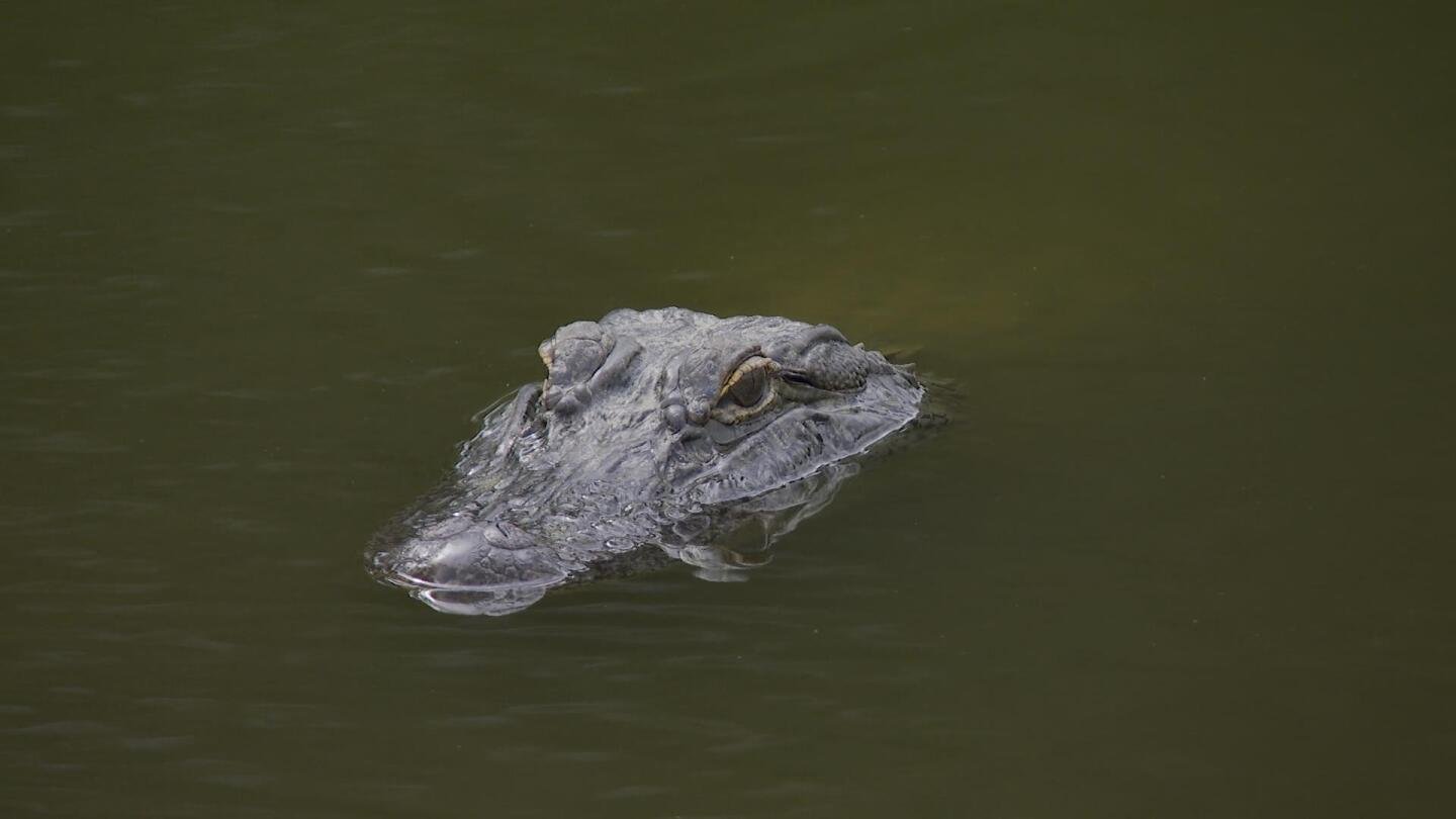 Vince Whaley plays ball in front of gator at Sanderson Farms Championship